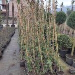 Arap Yasemini 150-200cm