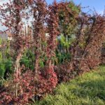 Arap Yasemini 4-5 metre