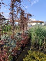 Arap Yasemini 4-5 metre - Görsel 4