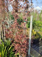 Arap Yasemini 4-5 metre - Görsel 3