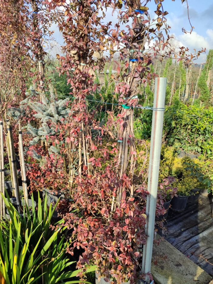 Arap Yasemini 4-5 metre - Görsel 3