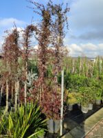 Arap Yasemini 4-5 metre - Görsel 2