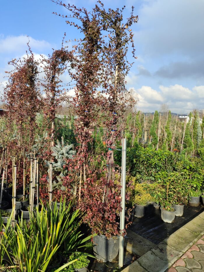 Arap Yasemini 4-5 metre - Görsel 2