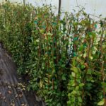 Arap Yasemini 100-150cm