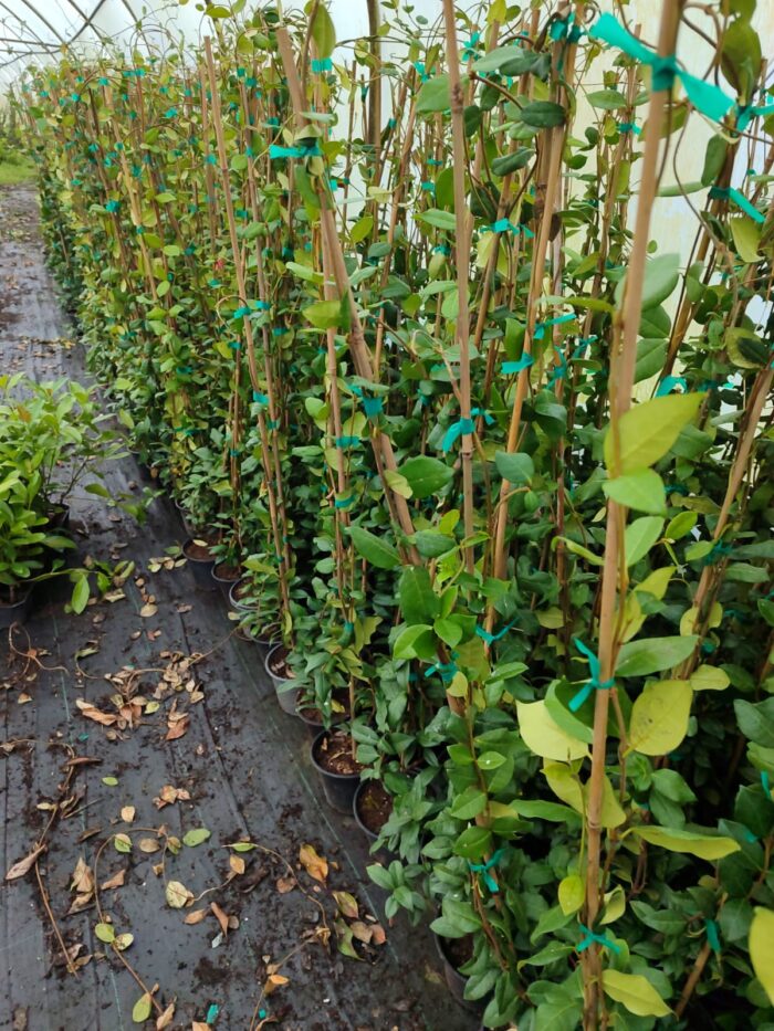 Arap Yasemini 100-150cm - Görsel 2