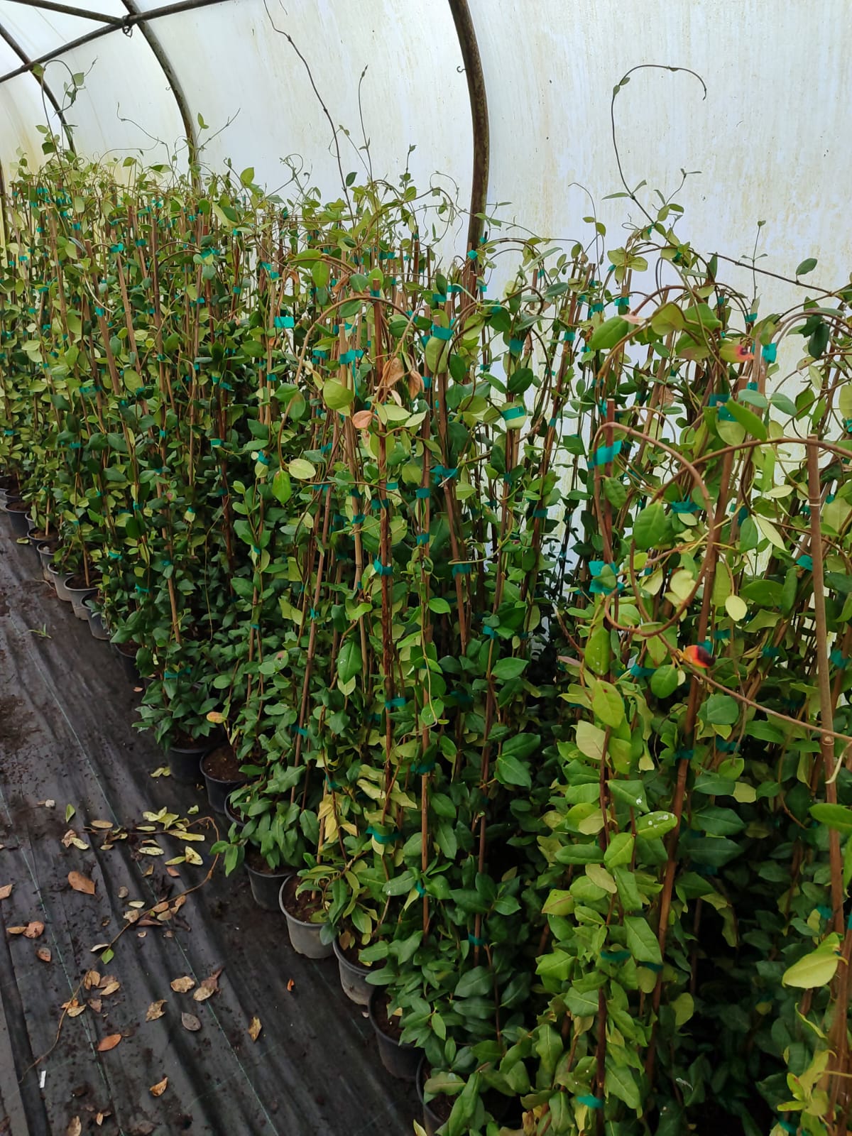 arap-yasemini-bambulu-1-litre Arap Yasemini 100-150cm - Görsel 1