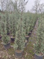 Arizona Mavi Servi 125-150 cm - Görsel 3