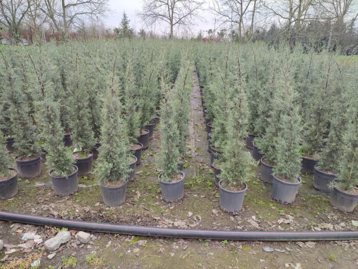 Arizona Mavi Servi 125-150 cm - Görsel 2