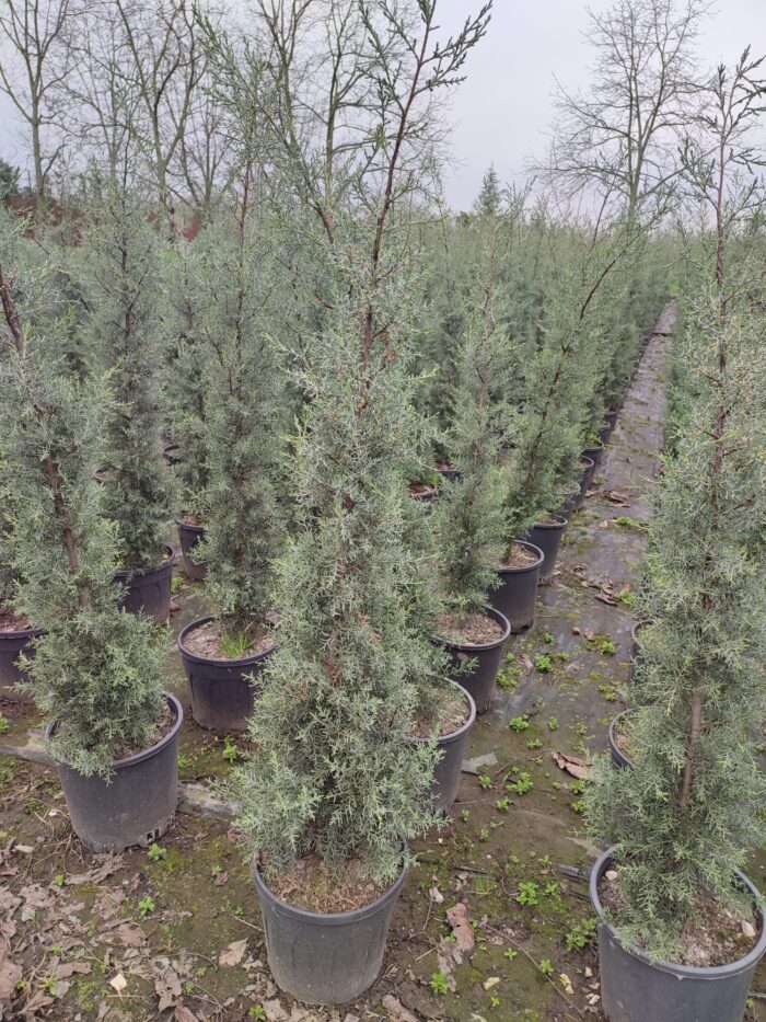 Arizona Mavi Servi 125-150 cm - Görsel 3