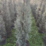 Arizona Mavi Servi 150-175cm 15 Litre