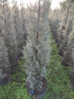 Arizona Mavi Servi 150-175cm 15 Litre