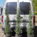 Arizona Mavi Servi 125-150 cm