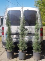 Arizona Mavi Servi 125-150 cm