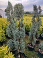 3 Top Arizona Mavi Servi 150-200cm - Görsel 2