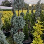 3 Top Arizona Mavi Servi 150-200cm