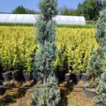 Spiral Arizona 150-200cm