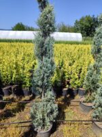 Spiral Arizona 150-200cm