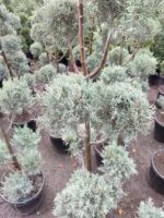 Ponpon Arizona Mavi Servi 200cm - Görsel 2