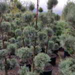 Ponpon Arizona Mavi Servi 200cm