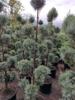 Ponpon Arizona Mavi Servi 200cm