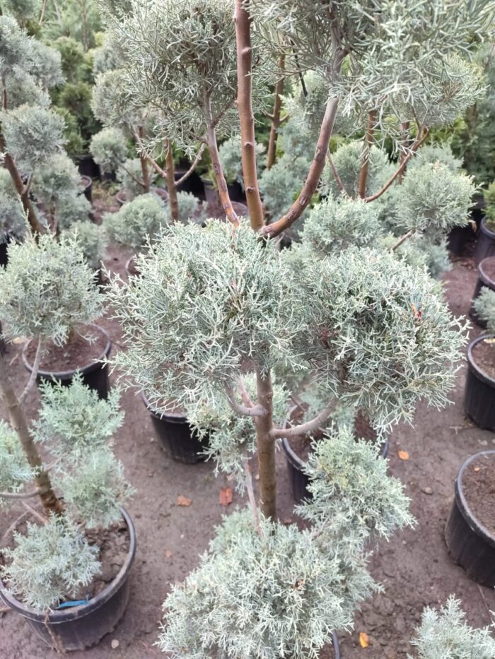 Ponpon Arizona Mavi Servi 200cm - Görsel 2