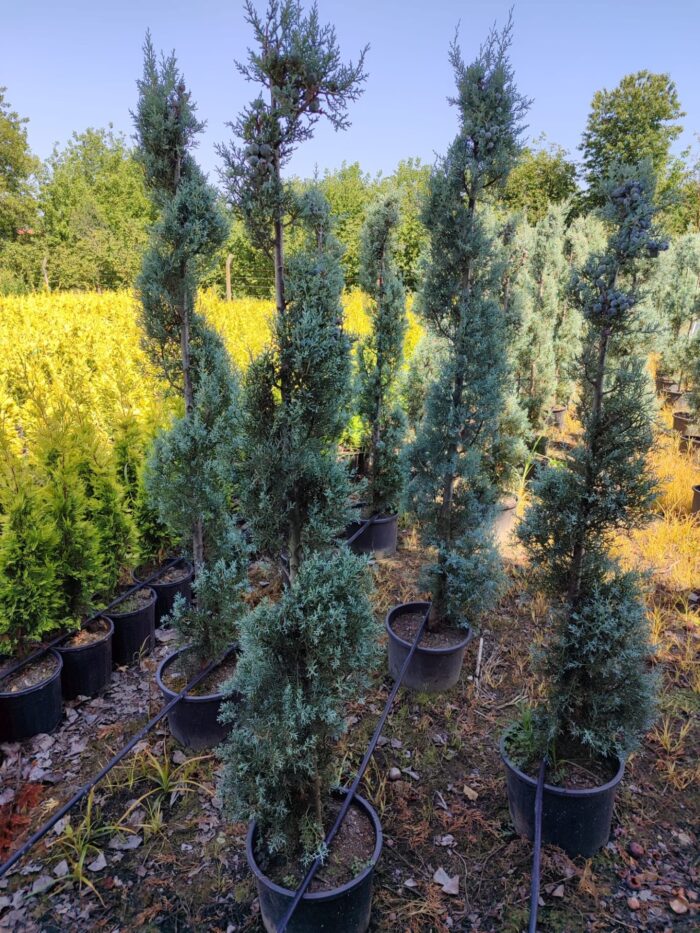 Spiral Arizona 150-200cm - Görsel 2