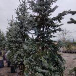 Aşılı Mavi Ladin 250-300cm