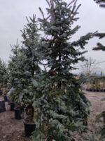 Aşılı Mavi Ladin 200-250cm - Görsel 2