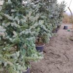 Aşılı Mavi Ladin 300-350cm