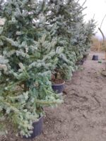 Aşılı Mavi Ladin 200-250cm - Görsel 3