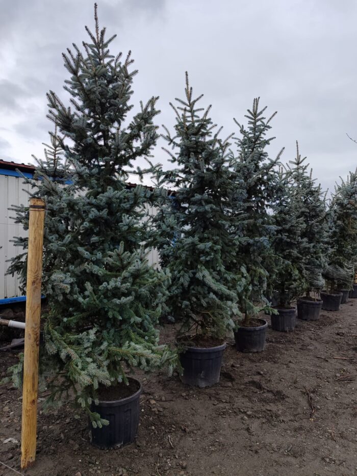 Aşılı Mavi Ladin 200-250cm - Görsel 4