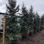 Aşılı Mavi Ladin 200-250cm