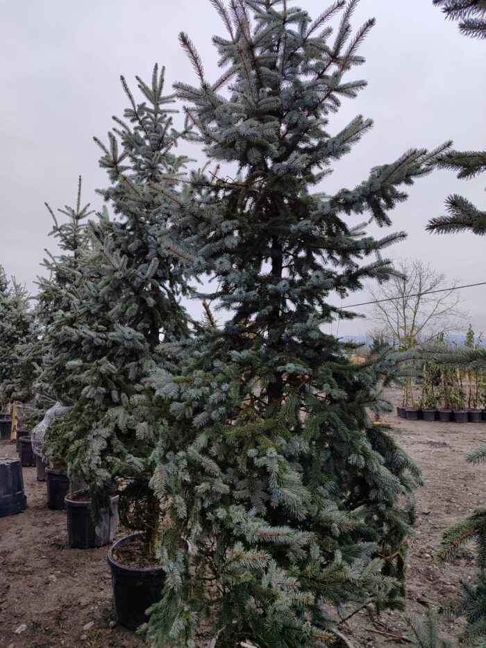 Aşılı Mavi Ladin 200-250cm - Görsel 2