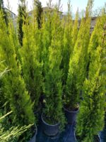 Limon Servi 125cm 10litre saksı - Görsel 8