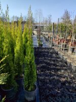 Limon Servi 125cm 10litre saksı - Görsel 9