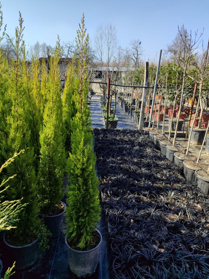 Limon Servi 125cm 10litre saksı - Görsel 9