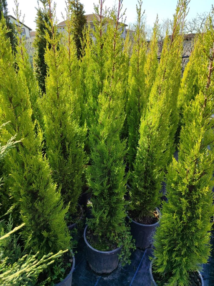 Limon Servi 125cm 10litre saksı - Görsel 8