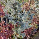 Aşılı Mavi Ladin 100-125 cm