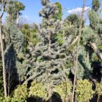 Aşılı Mavi Ladin 150-200cm