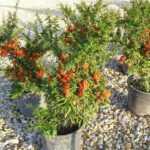 Bodur Ateş Dikeni 40-60 cm çap 15 litre