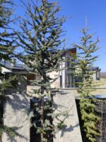 Atlas Sediri 16-18Q 3 Metre Boy - Görsel 3