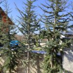 Atlas Sediri 16-18Q 3 Metre Boy