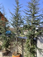 Atlas Sediri 16-18Q 3 Metre Boy