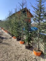 Atlas Sediri 16-18Q 3 Metre Boy - Görsel 2