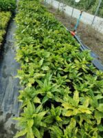 Aucuba Japonica 40-60 cm - Görsel 4