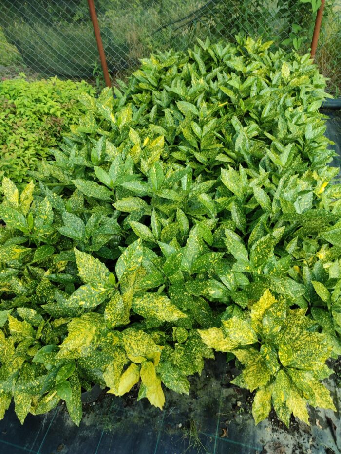 Aucuba Japonica 40-60 cm - Görsel 3