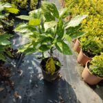 Aucuba Japonica 30-40 cm