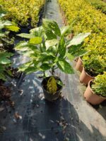 Aucuba Japonica 30-40 cm