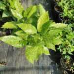 Japon Defnesi - Aucuba 15-20 cm