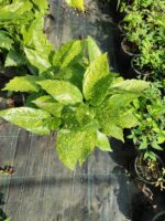 Aucuba Japonica 40-60 cm - Görsel 2